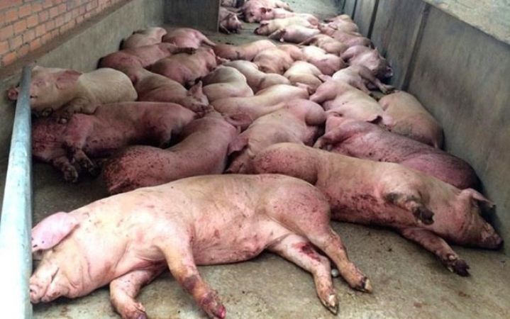 Sẽ ban hành hướng dẫn mới phòng chống dịch tả lợn châu Phi vào ngày 9/7