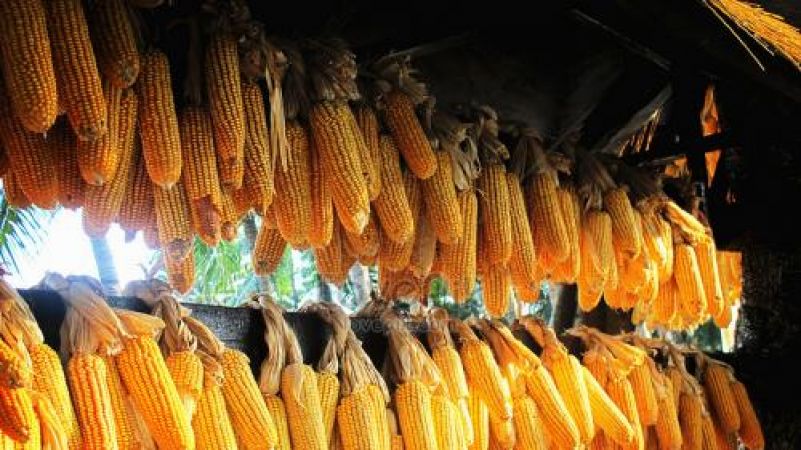 Hiệu quả giải pháp quản lý nguy cơ ngộ độc thực phẩm do bánh trôi ngô tại tỉnh Hà Giang