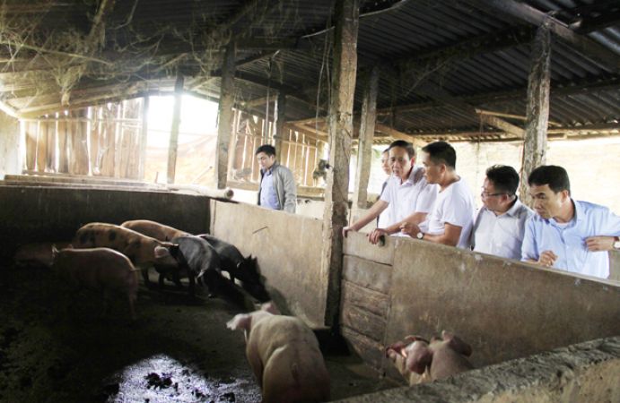 Công bố hết dịch tả lợn châu Phi tại xã Tân Trịnh và thị trấn Phố Bảng