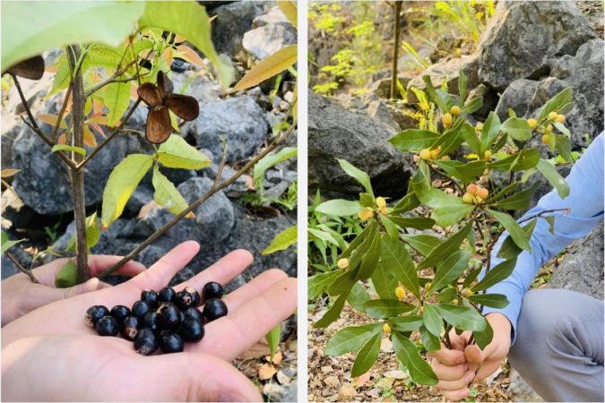02 vụ ngộ độc do ăn hoa, quả rừng tại huyện Yên Minh  và huyện Đồng Văn, tỉnh Hà Giang