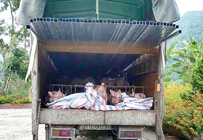 Hoàng Su Phì xử lý gần 1,7 tấn lợn vận chuyển trái phép